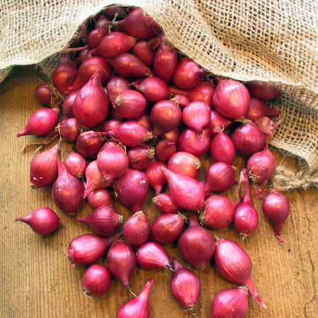 Legume - Arpagic rosu Karmen 10/21MM 1KG