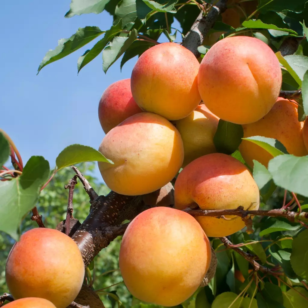 POMI FRUCTIFERI - Cais Pannonia