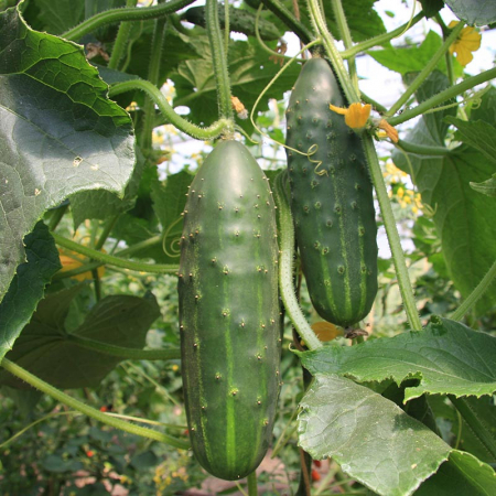 Legume - Castraveti de vara Marketer 2GR