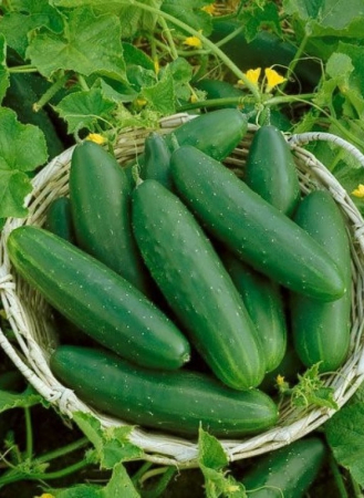 Legume - Castraveti Marketmore 1.5GR