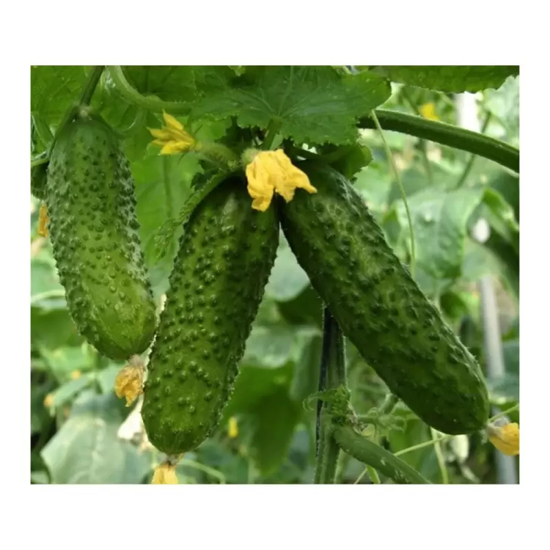 Legume - Castreveti Cornison Sementis 2GR