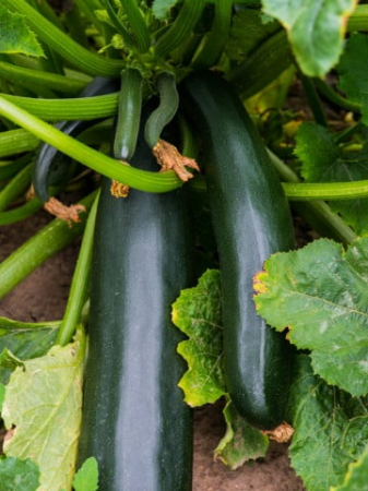 Legume - Dovlecel Black Beauty 3GR