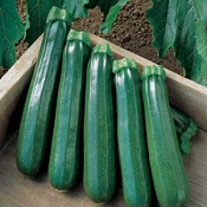 Legume - Seminte Dovlecel Italian Light GRE. 20GR