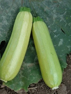 Legume - Dovlecel Radu 1.5GR