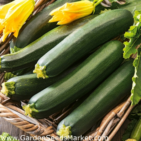 ALTE SEMINTE - Dovlecel Zucchini Black 3GR