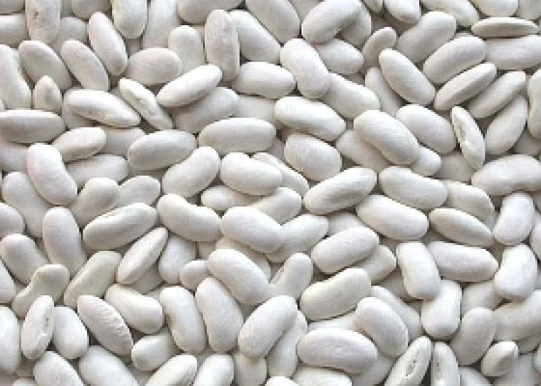 ALTE SEMINTE - Fasole pentru boabe Cannellino Lingot 500GR