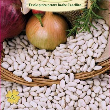 ALTE SEMINTE - FASOLE PITICA CANNELINO 100GR