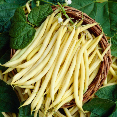 Legume - Fasole pitica galbena Dior 80GR