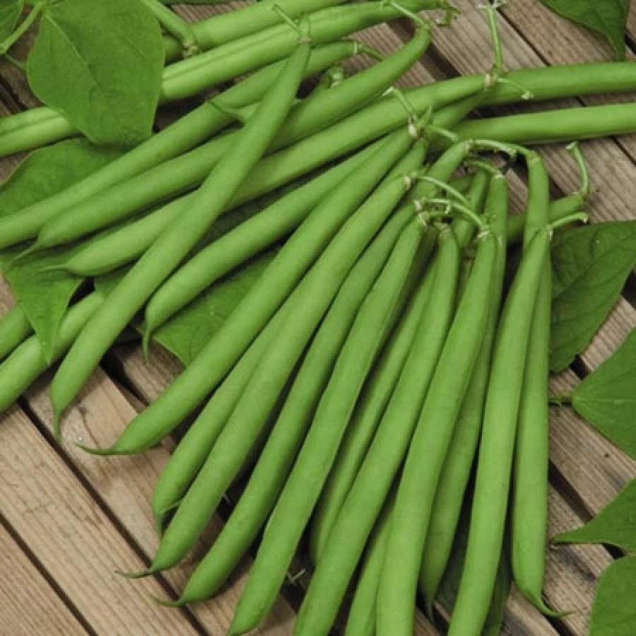 Legume - Fasole pitica Harvester 50GR