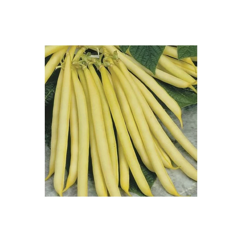 Legume - Fasole pitica Maxidor 50G