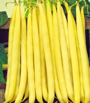 Legume - Fasole pitica Sonesta 50 GR