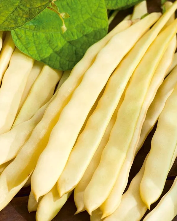 Legume - Seminte Fasole URC.GAL.Lata Golden 50GR