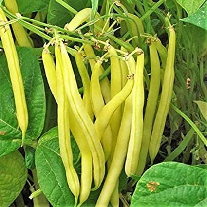 Legume - Fasole urcatoare Kentucky 50G