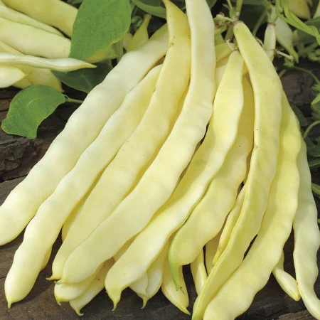 Legume - Fasole urcatoare Meraviglia di Venezia 50G