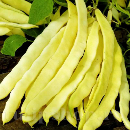 Legume - Fasole verde Meravigila Semetis 100GR
