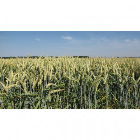 GRAU ABSALON C2 40KG [0]