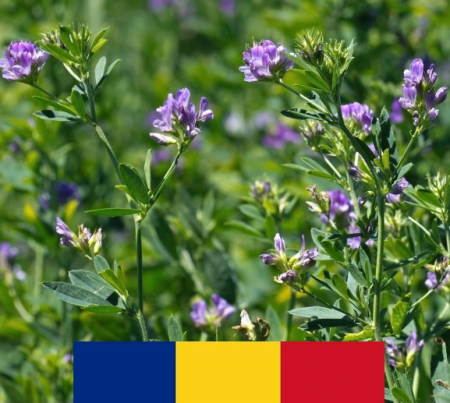 ALTE SEMINTE - Lucerna Mihaela 10KG