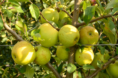 POMI FRUCTIFERI - Mar Golden Delicios