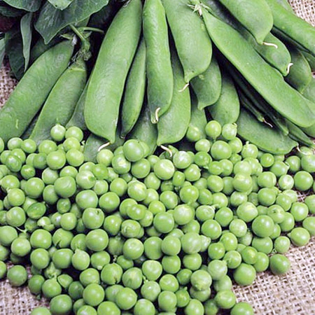 Legume - Mazare Kelvedon Wonder 1KG