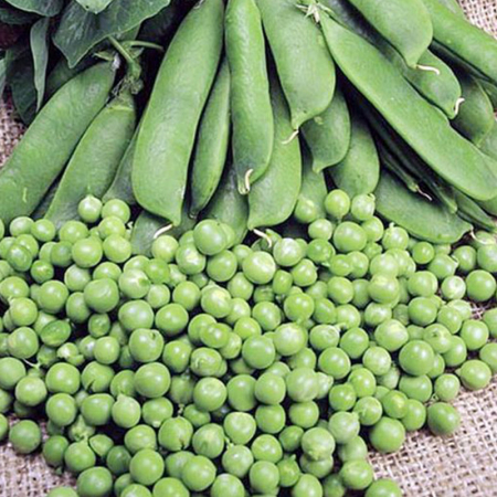 Legume - Mazare Kelvedon Wonder 200GR