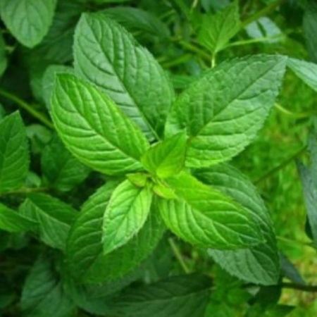 ALTE SEMINTE - Menta Piperita 0.05GR