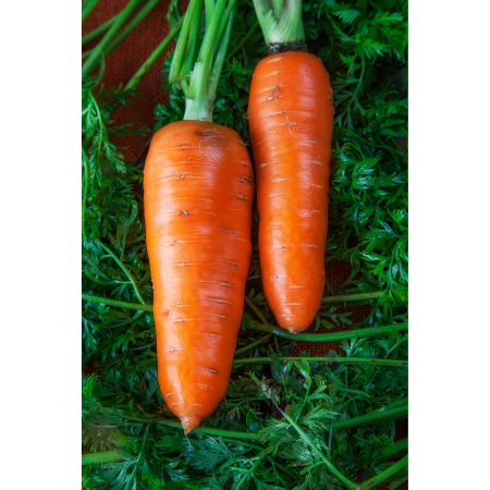 Legume - Morcov Chantenay 4GR