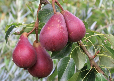 POMI FRUCTIFERI - Par Piros Clapp