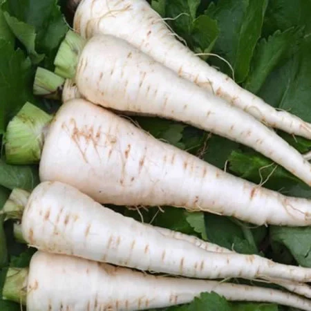 Legume - Seminte Pastarnac Guernsey 20GR