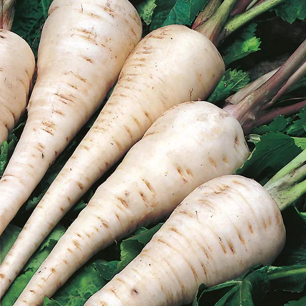 Legume - Pastarnac White Gem 3GR