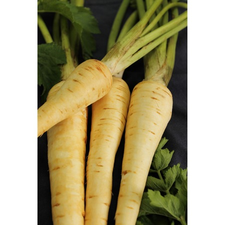 Legume - Pastranac White Gem 3GR