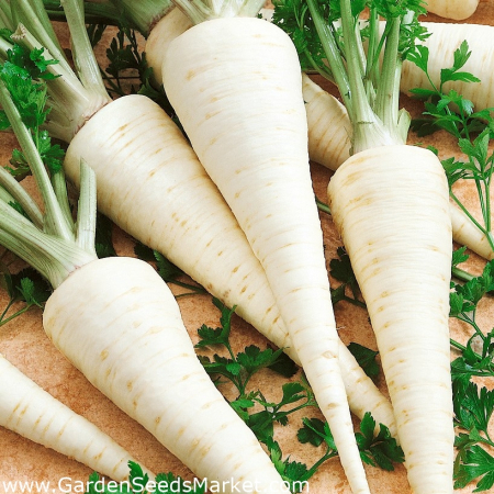 Legume - Patrunjel Bardowicker 100GR