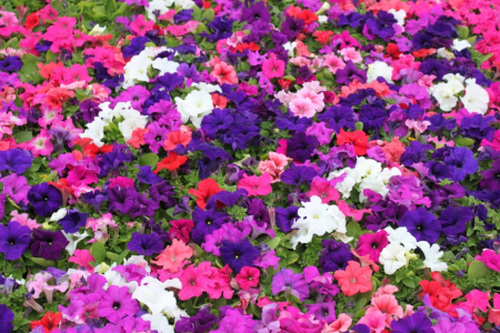 ALTE SEMINTE - Petunia Mix 0.15GR
