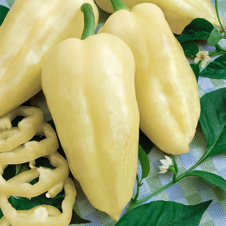 Legume - Plic ardei gras Amy 5GR