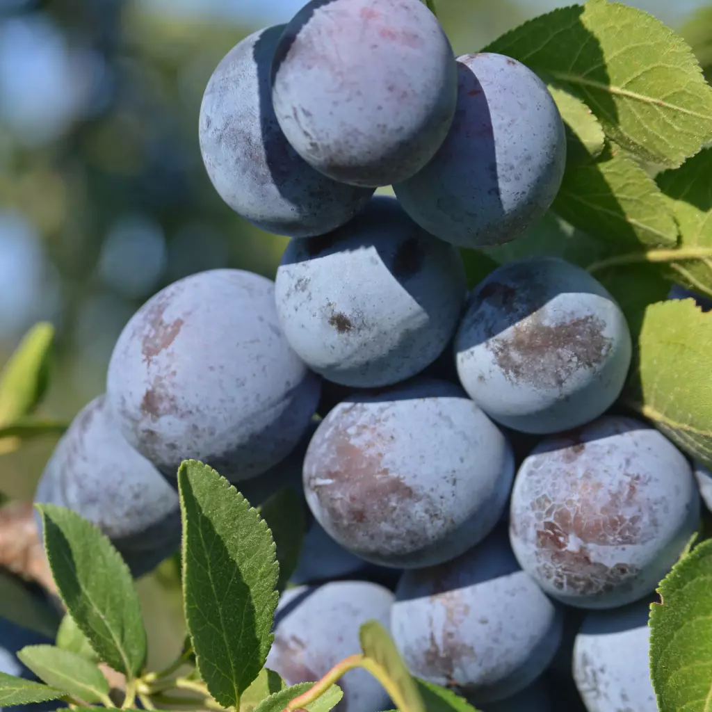 POMI FRUCTIFERI - Prun Rodna