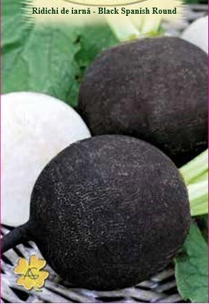 ALTE SEMINTE - Ridichi Iarna Black Round 5GR