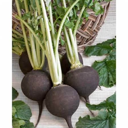 Legume - Ridichi Negre Tondo D'Inverno 4GR