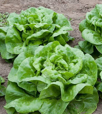 Legume - Salata Attraction 2GR