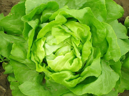 ALTE SEMINTE - Salata Imperial Winter 3GR