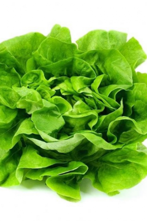 Legume - Salata Verde Regina de Mai SEMENTIS 3GR