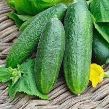 Legume - Seminte Castraveti Barbar F1 2gr