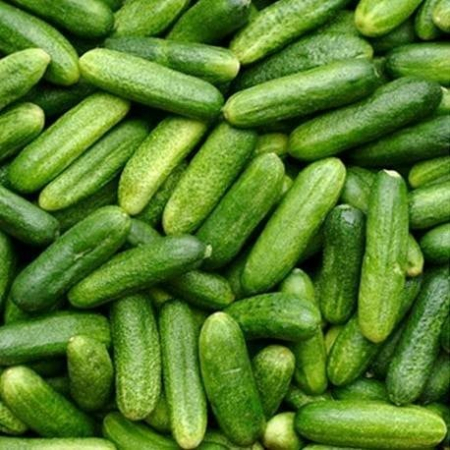 Legume - Seminte Castraveti Mohikan 1.5G