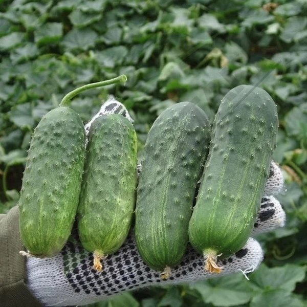 Legume - Seminte castraveti Regal F1