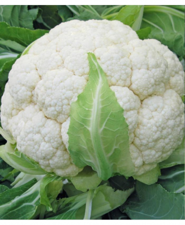 Legume - Seminte Conopida Beta 1gr