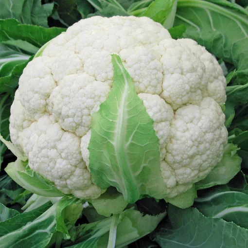 Legume - Seminte conopida Snowball 1GR