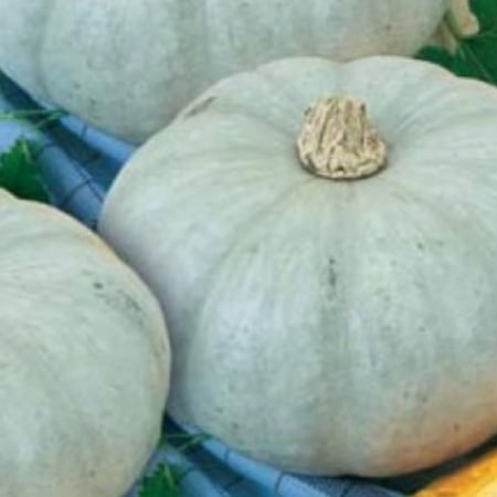 Legume - Seminte de Dovleac Nagydobosi 2g