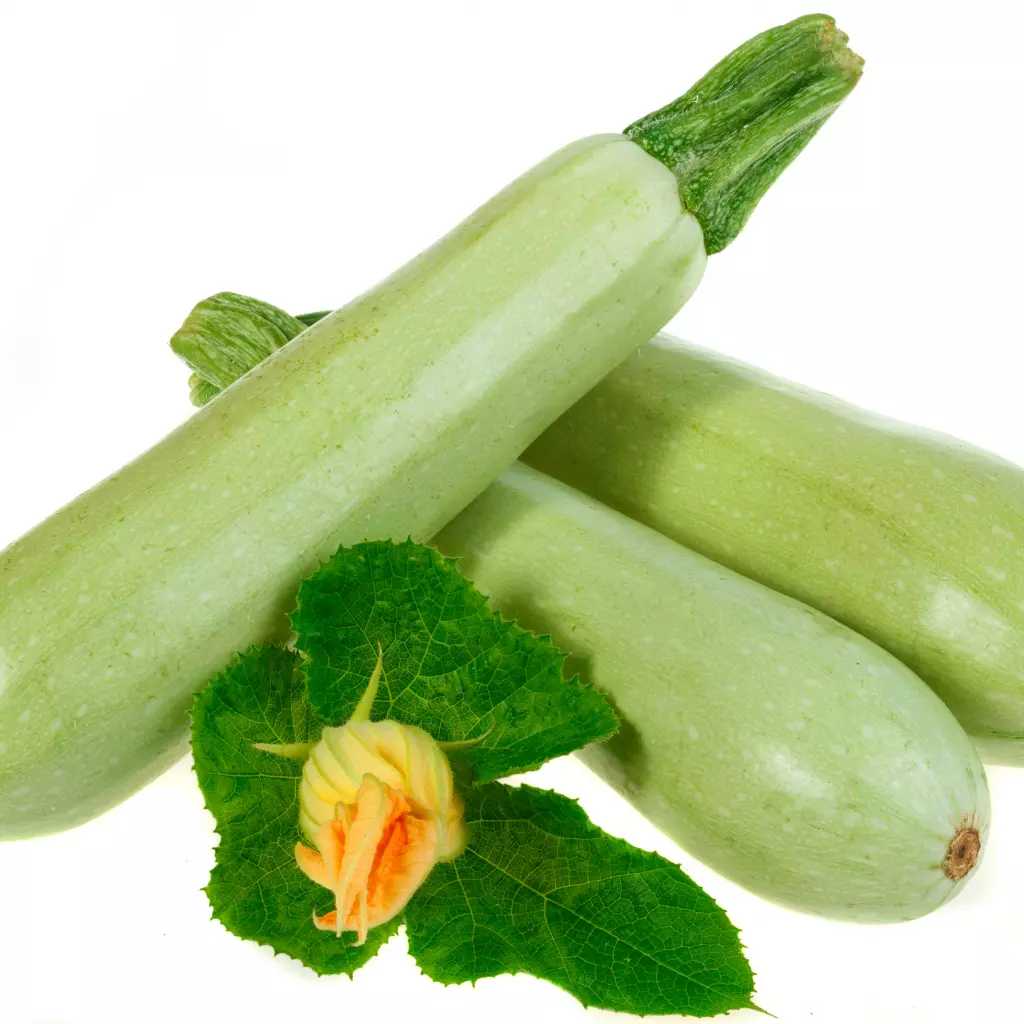 Legume - Seminte dovlecel Bologneze 2GR