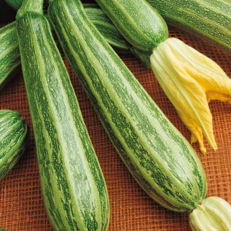 Legume - Seminte Dovlecel Striato D'Italia
