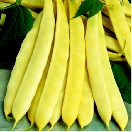 Legume - Seminte Fasole PIT.GAL. CAPITANO 40GR