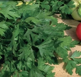 Legume - Seminte Pătrunjel Simalevelu 5gr