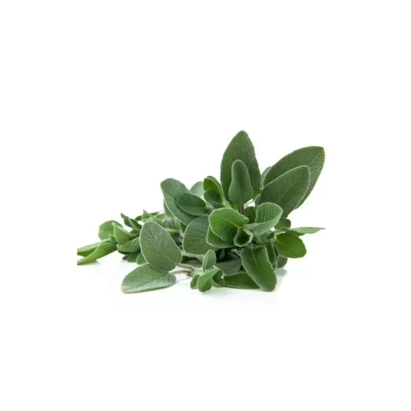 ALTE SEMINTE - Seminte Salvia Officinalis 0.4GR